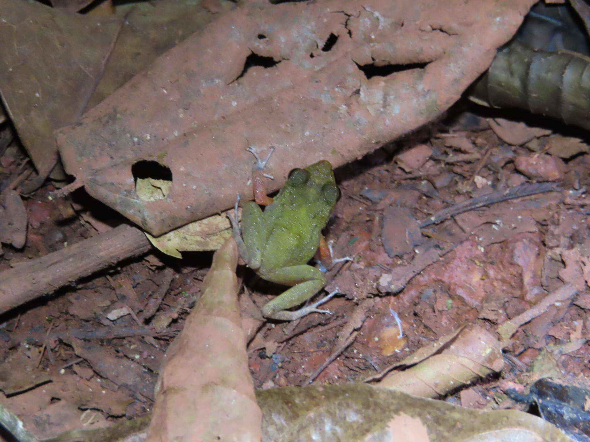 Image of Pristimantis zeuctotylus (Lynch & Hoogmoed 1977)