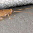 Image of Cockroach