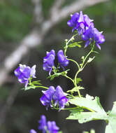 Image of Aconitum japonicum subsp. japonicum