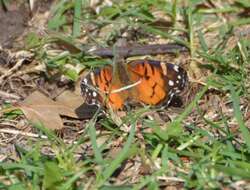 Image of Vanessa virginiensis