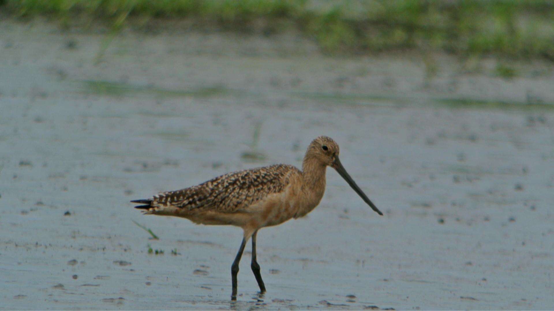 Image of Marbled Godwit