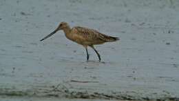 Image of Marbled Godwit