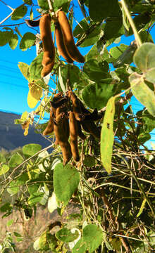 Image of Mucuna coriacea Baker