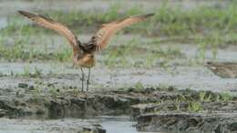 Image of Marbled Godwit