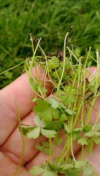 Image of Australian hydrocotyle