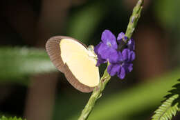 Image de Eurema puella (Boisduval 1832)