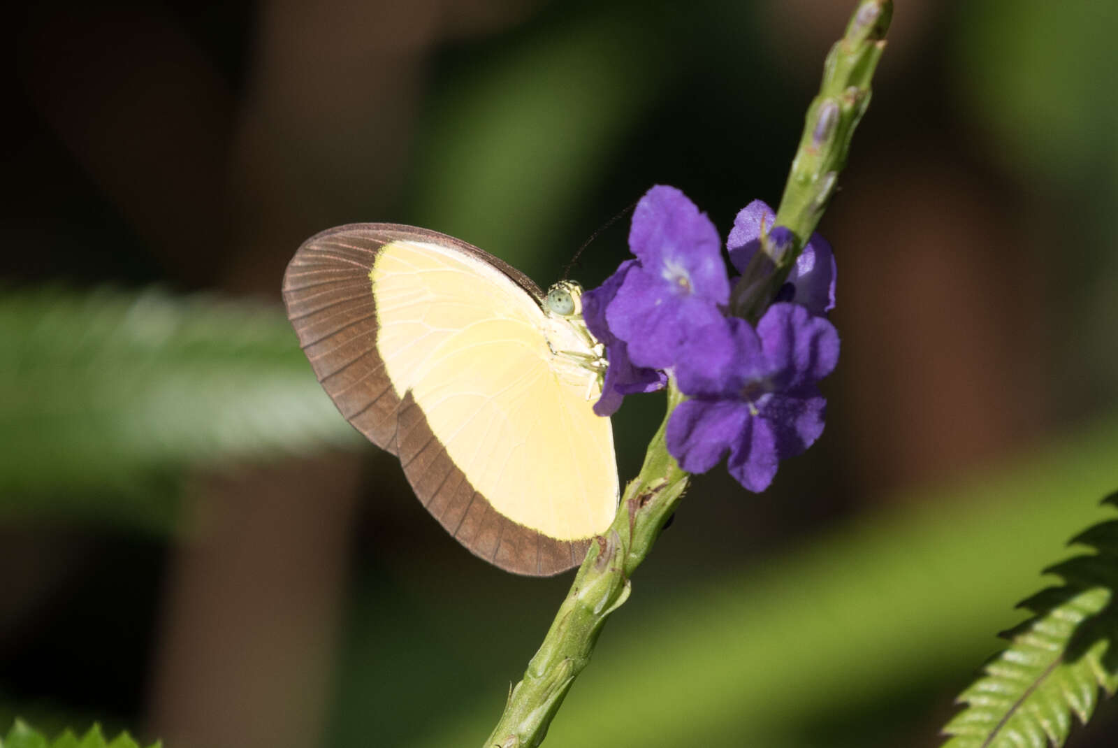 Imagem de Eurema puella (Boisduval 1832)