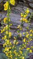 Image de Verbascum dentifolium Del.