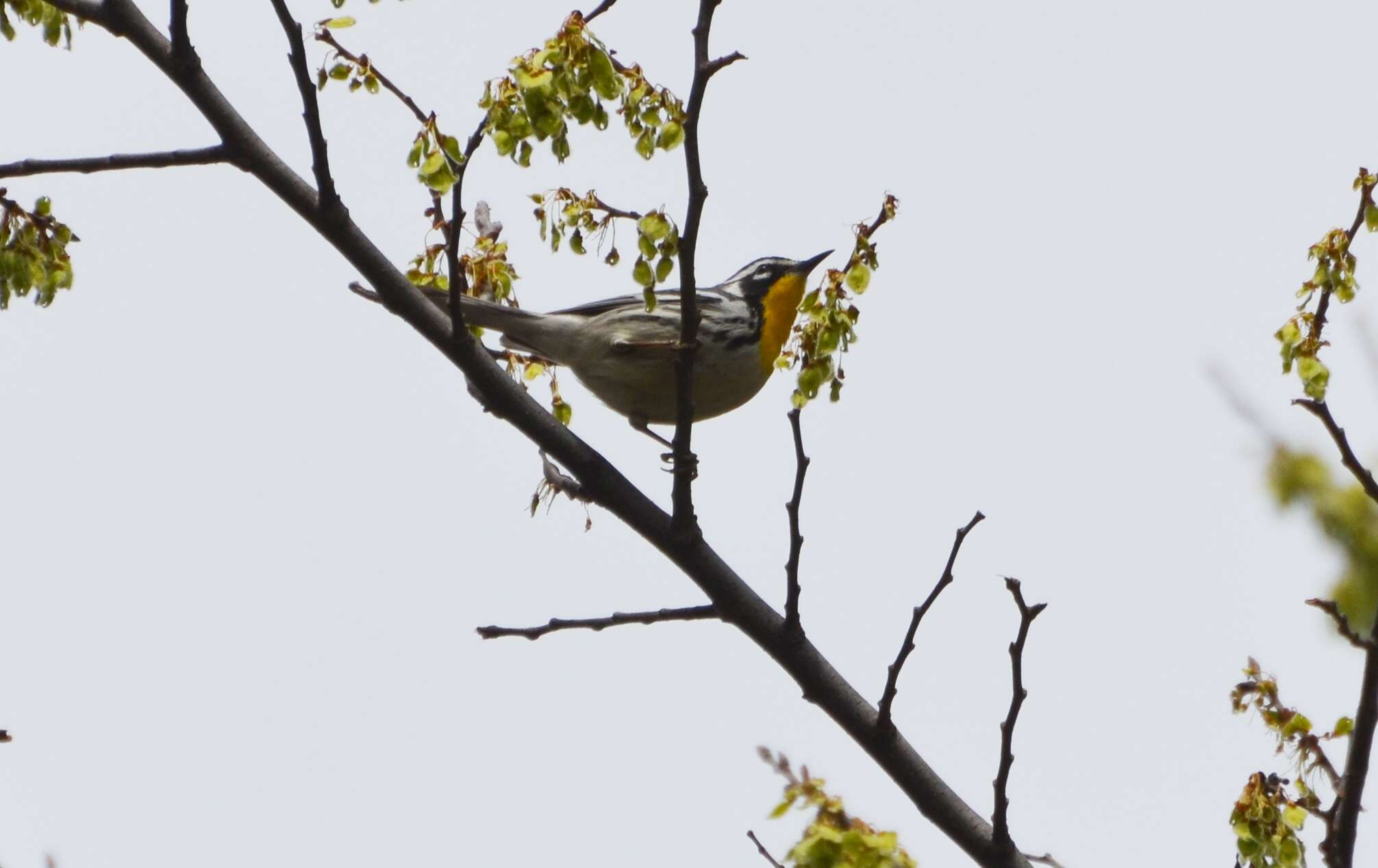 Setophaga dominica (Linnaeus 1766) resmi