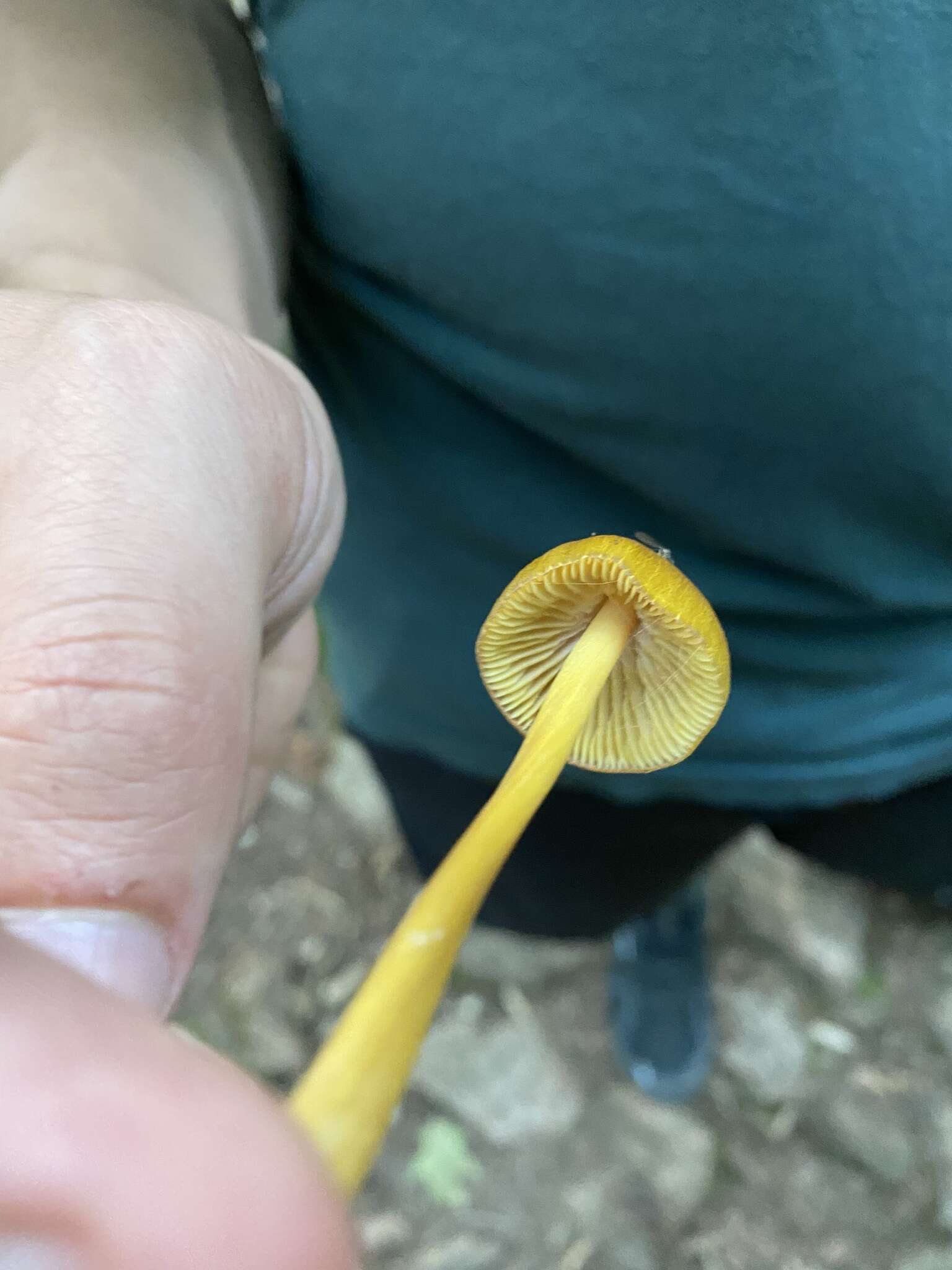 Слика од Entoloma luteum Peck 1902