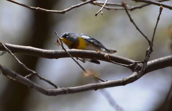 Image of Northern Parula