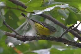 Image of Magnolia Warbler