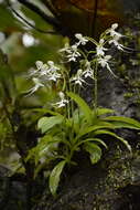 Image of Doll orchid