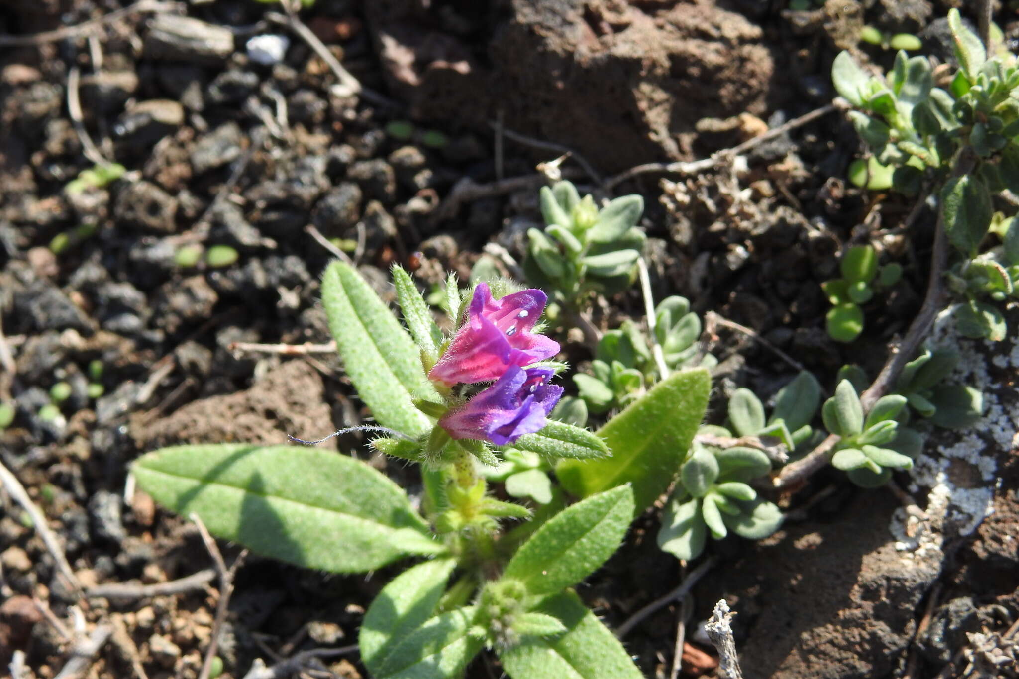 Imagem de Echium lancerottense Lems & Holzapfel