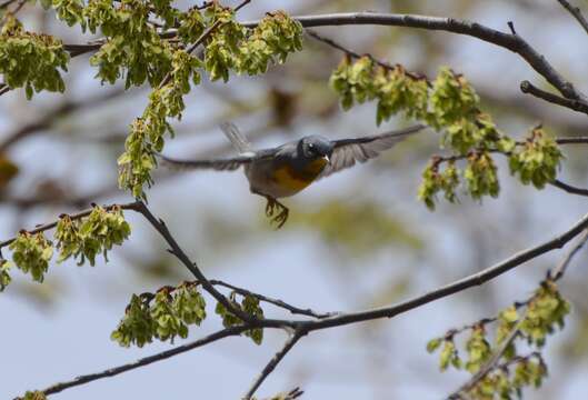 Image of Northern Parula