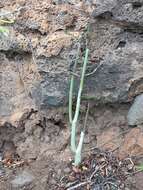 Image of Ceropegia dichotoma subsp. dichotoma