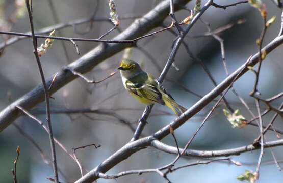 Слика од Vireo griseus (Boddaert 1783)