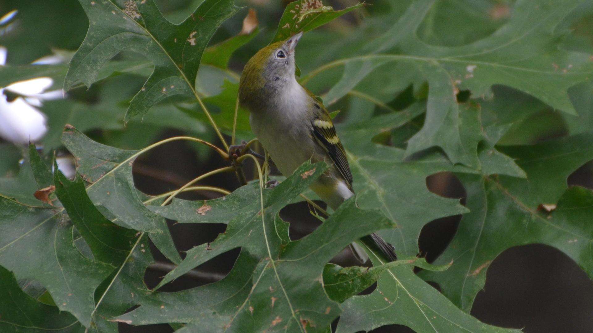 Image of Chestnut-sided Warbler