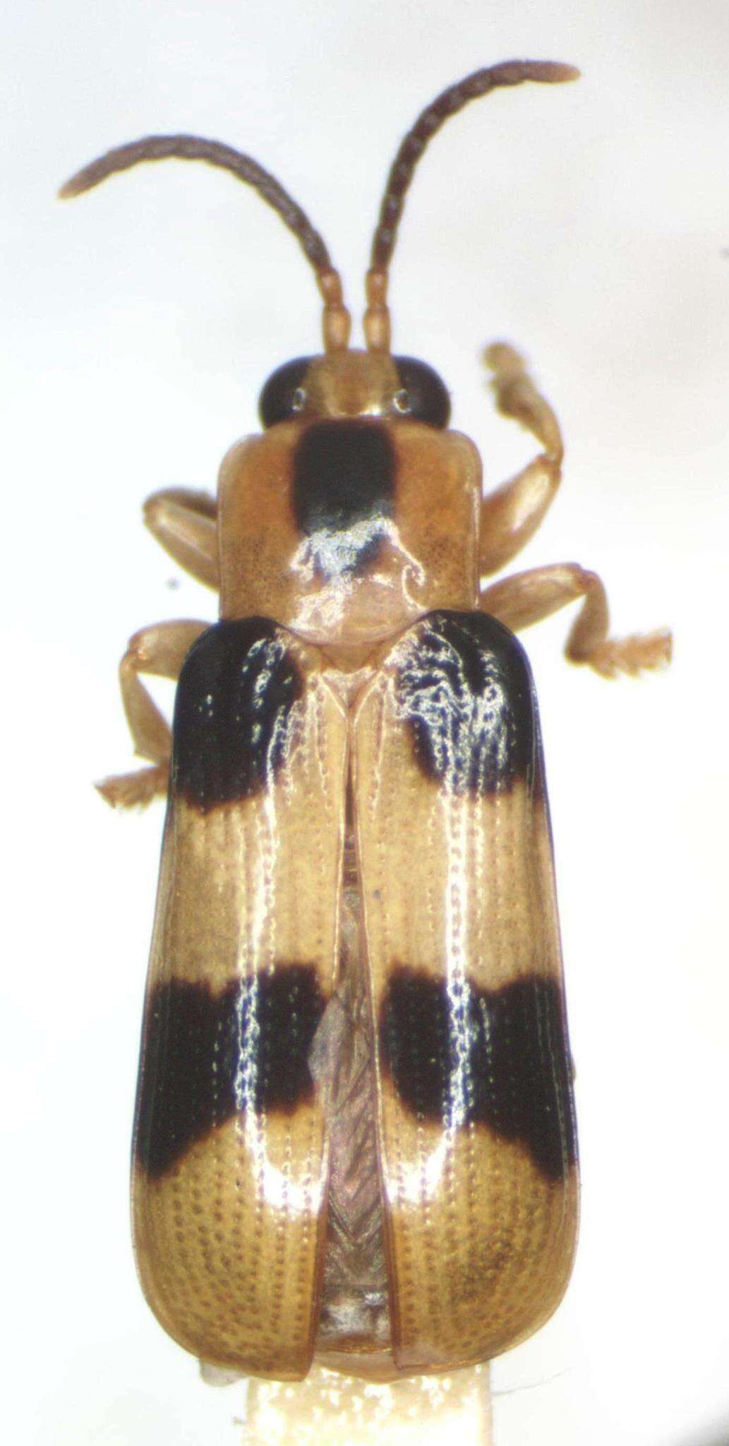 Image of Cephaloleia reventazonica Uhmann 1930