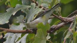 Image of Chestnut-sided Warbler