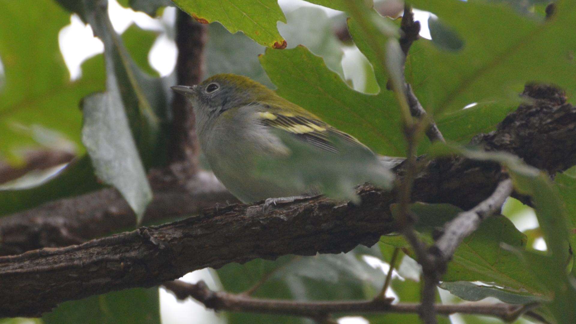 Image de Paruline à flancs marron