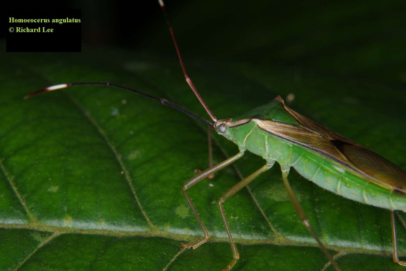 Image of Homoeocerus (Anacanthocoris) angulatus Westwood 1842