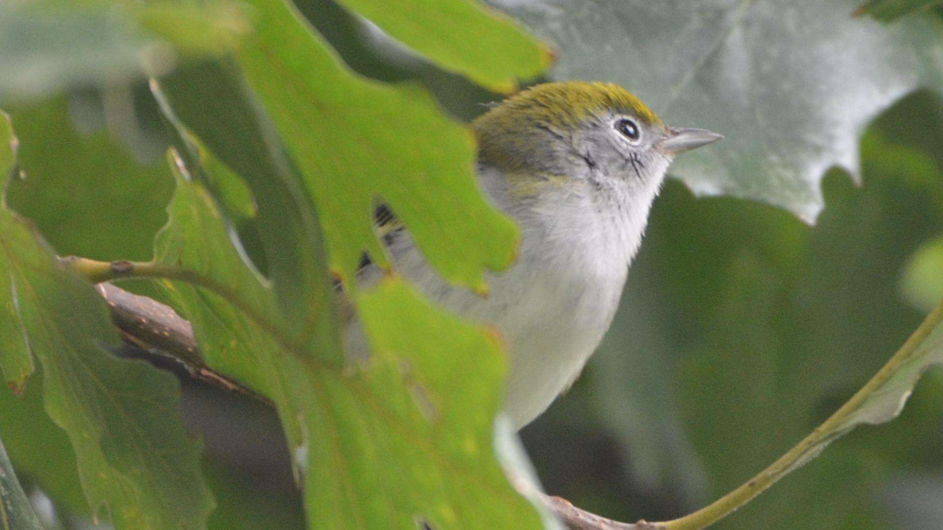 Image of Chestnut-sided Warbler