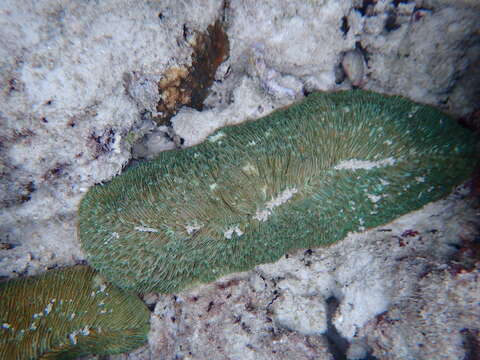 Image of Slipper coral