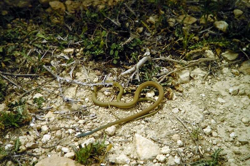 صورة Platyceps najadum dahlii (Schinz 1833)