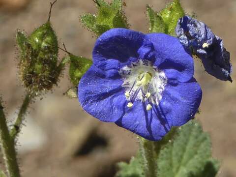 Image of tacky phacelia