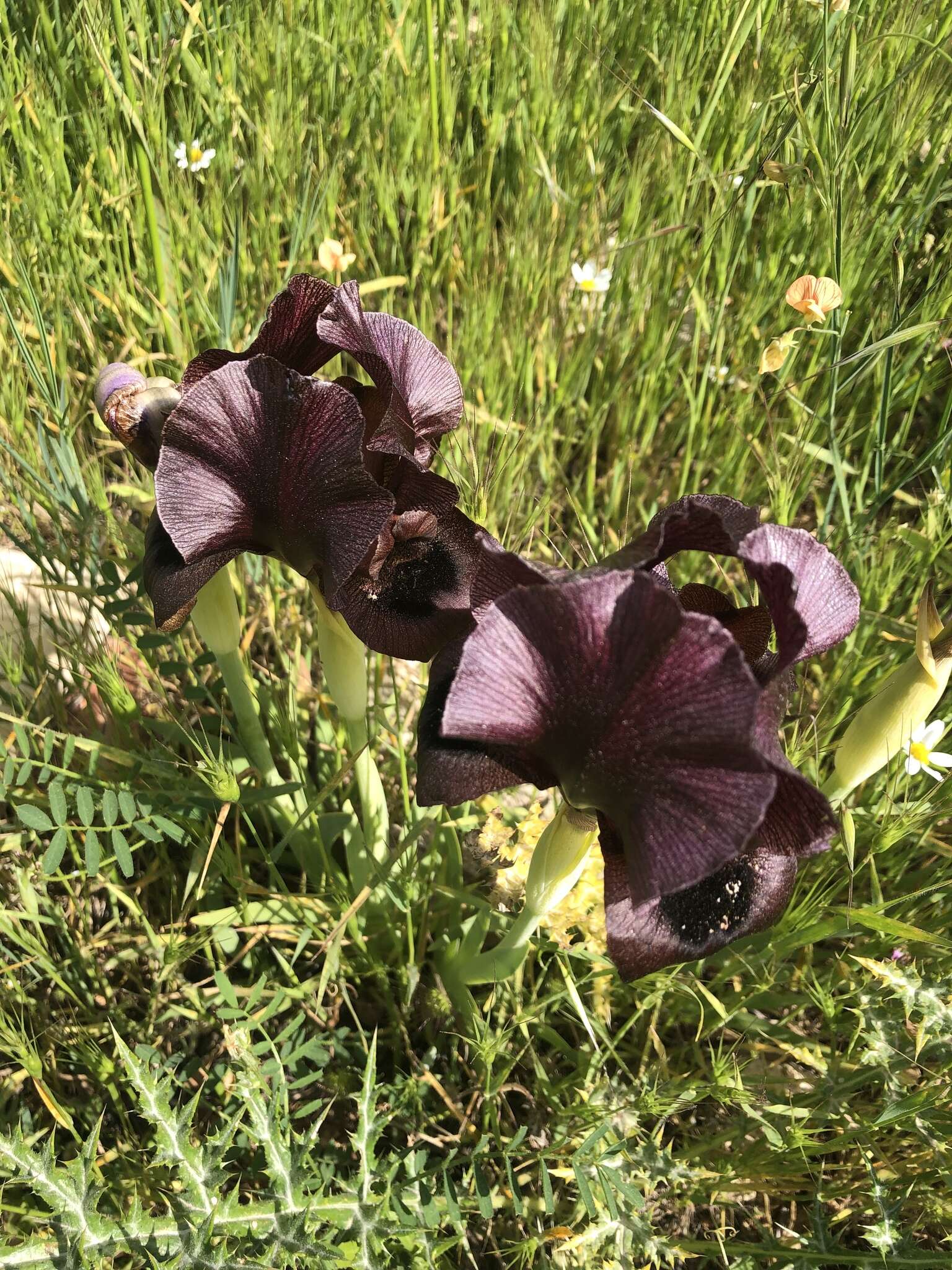 Image of Black Iris