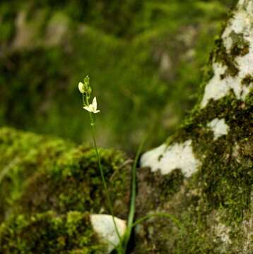 Imagem de Ornithogalum rogersii Baker