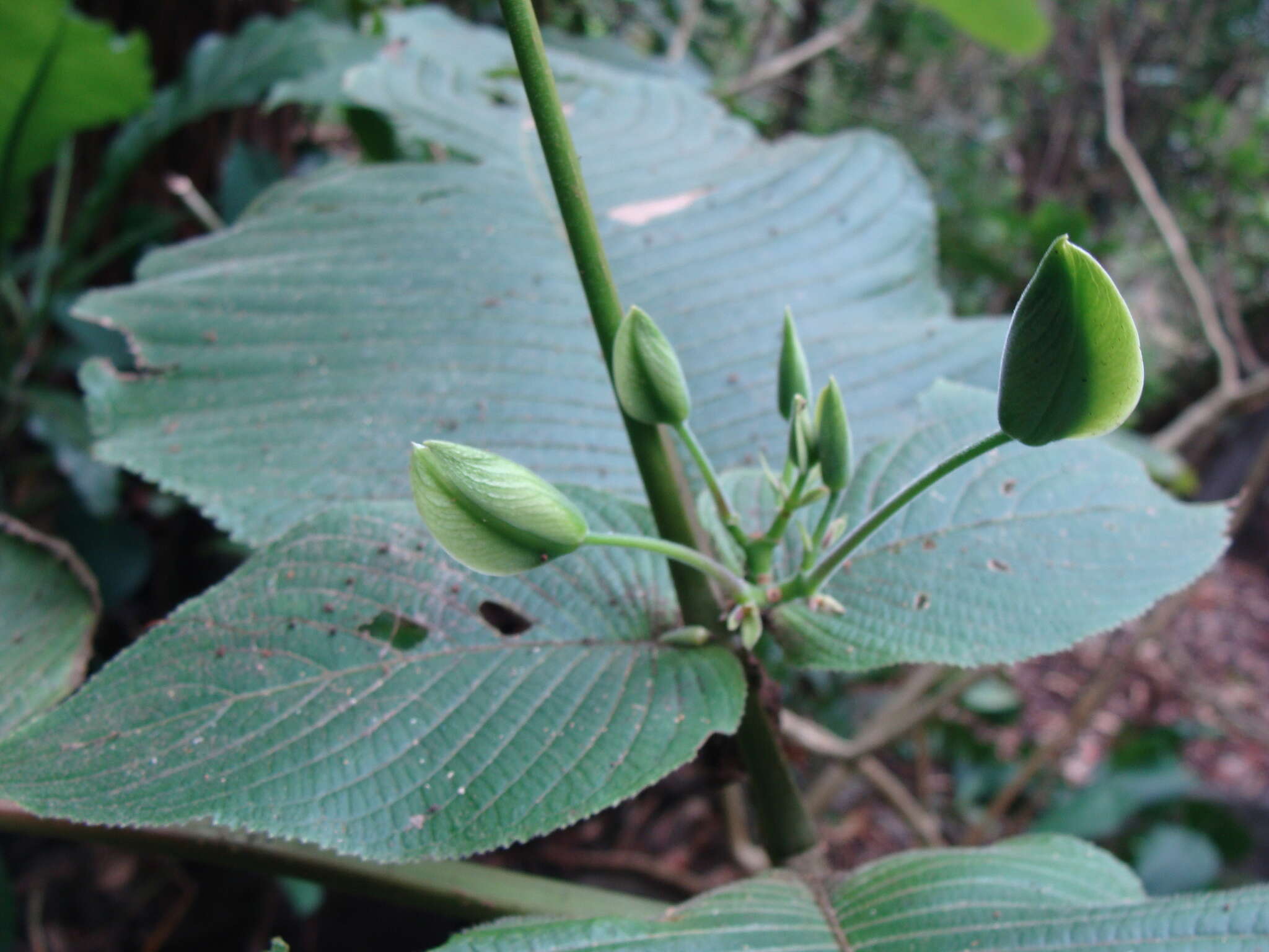 Louteridium purpusii T. S. Brandeg. resmi