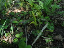 Image of Aquilegia parviflora Ledeb.