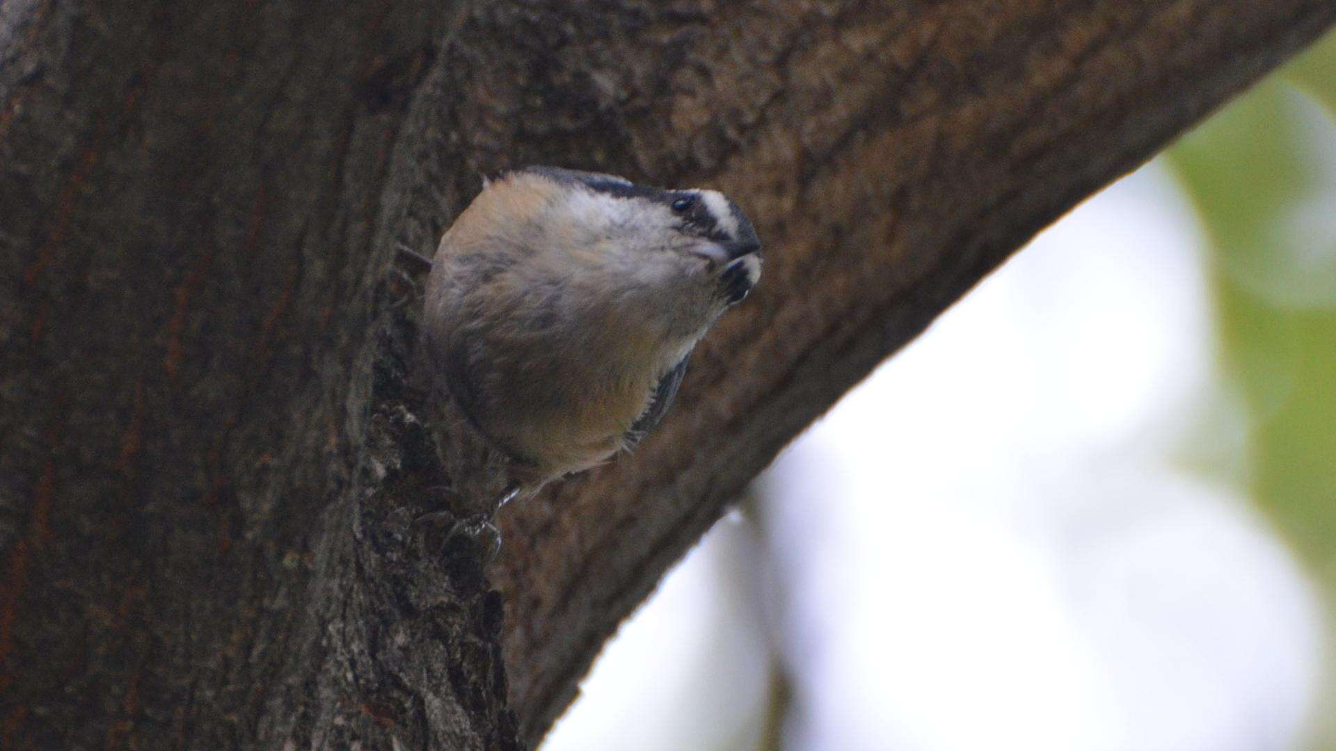 Image of Red-breasted Nuthatch