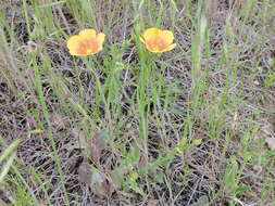 Image of stiffstem flax