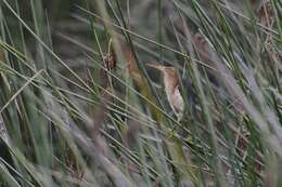 Image of Australian Little Bittern