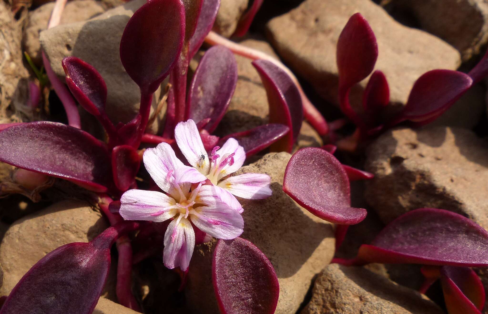 Image of Sierran Springbeauty