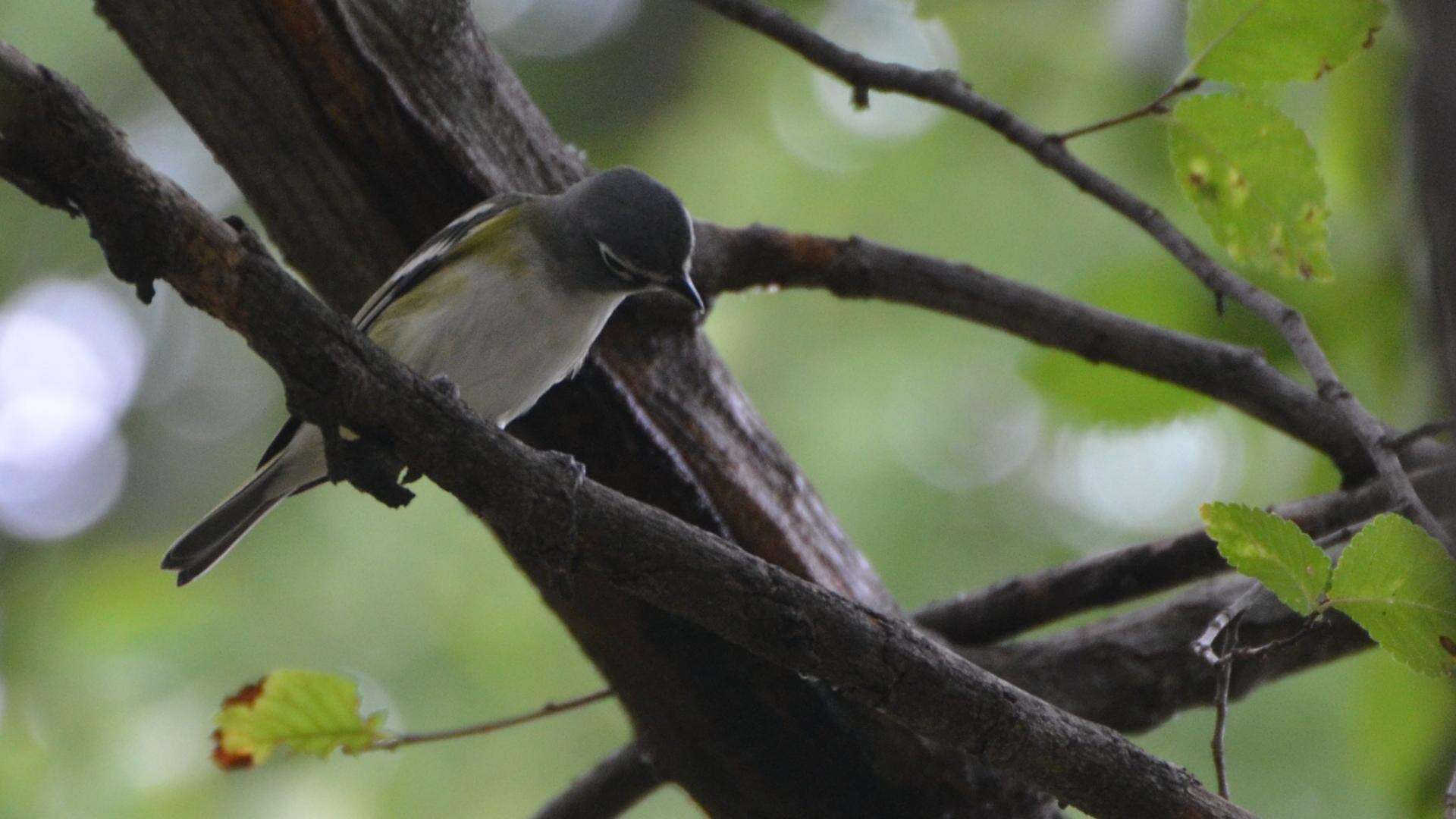 Image of Blue-headed Vireo