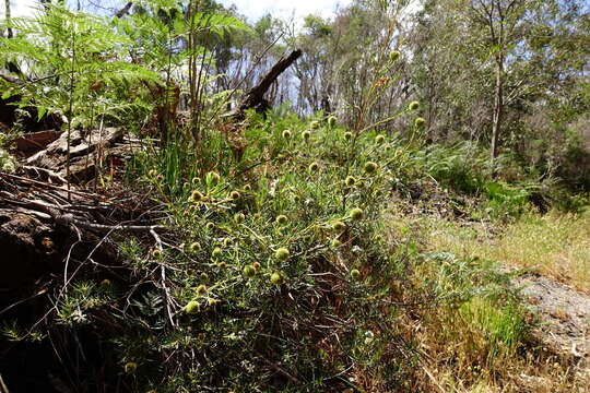 Image of Ricinocarpos pinifolius Desf.