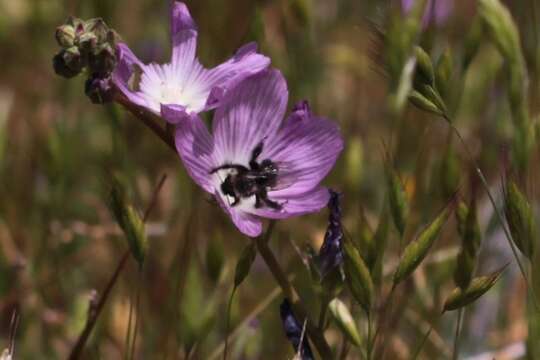 صورة Diadasia nigrifrons (Cresson 1879)