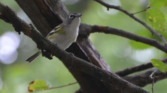 Image of Blue-headed Vireo