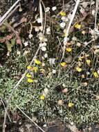 Image of Bifid Bladderwort