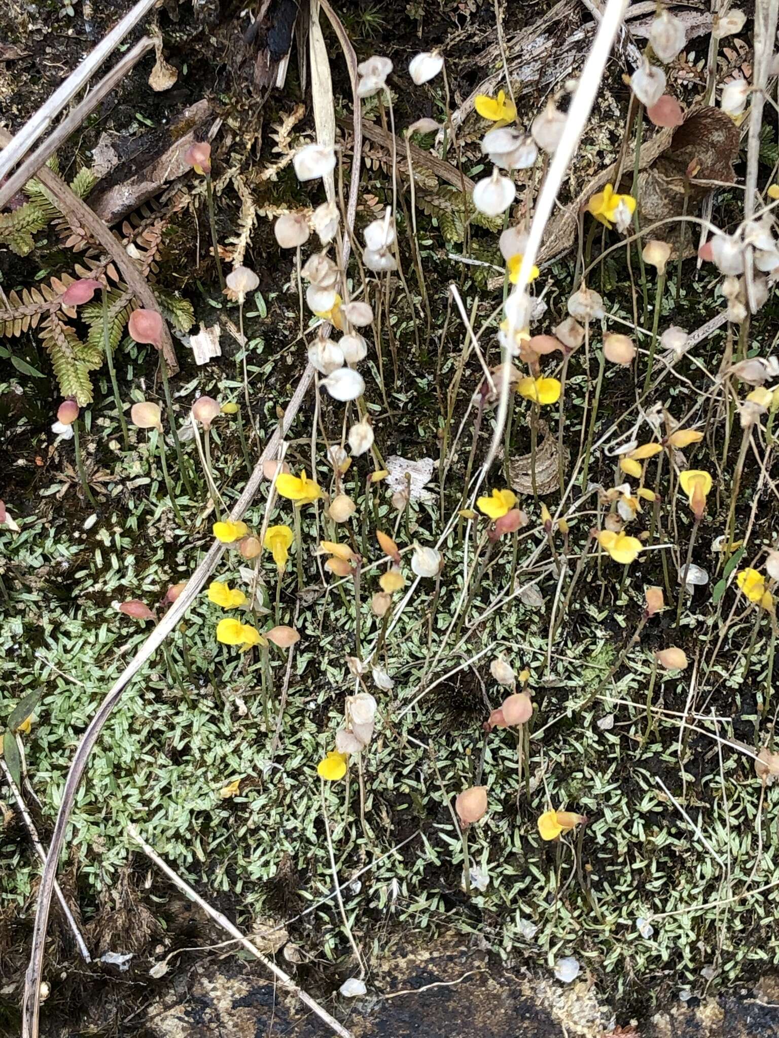 Image of Bifid Bladderwort