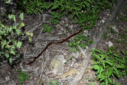 Image of Speckled coral snake