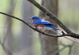 Image of Eastern Bluebird