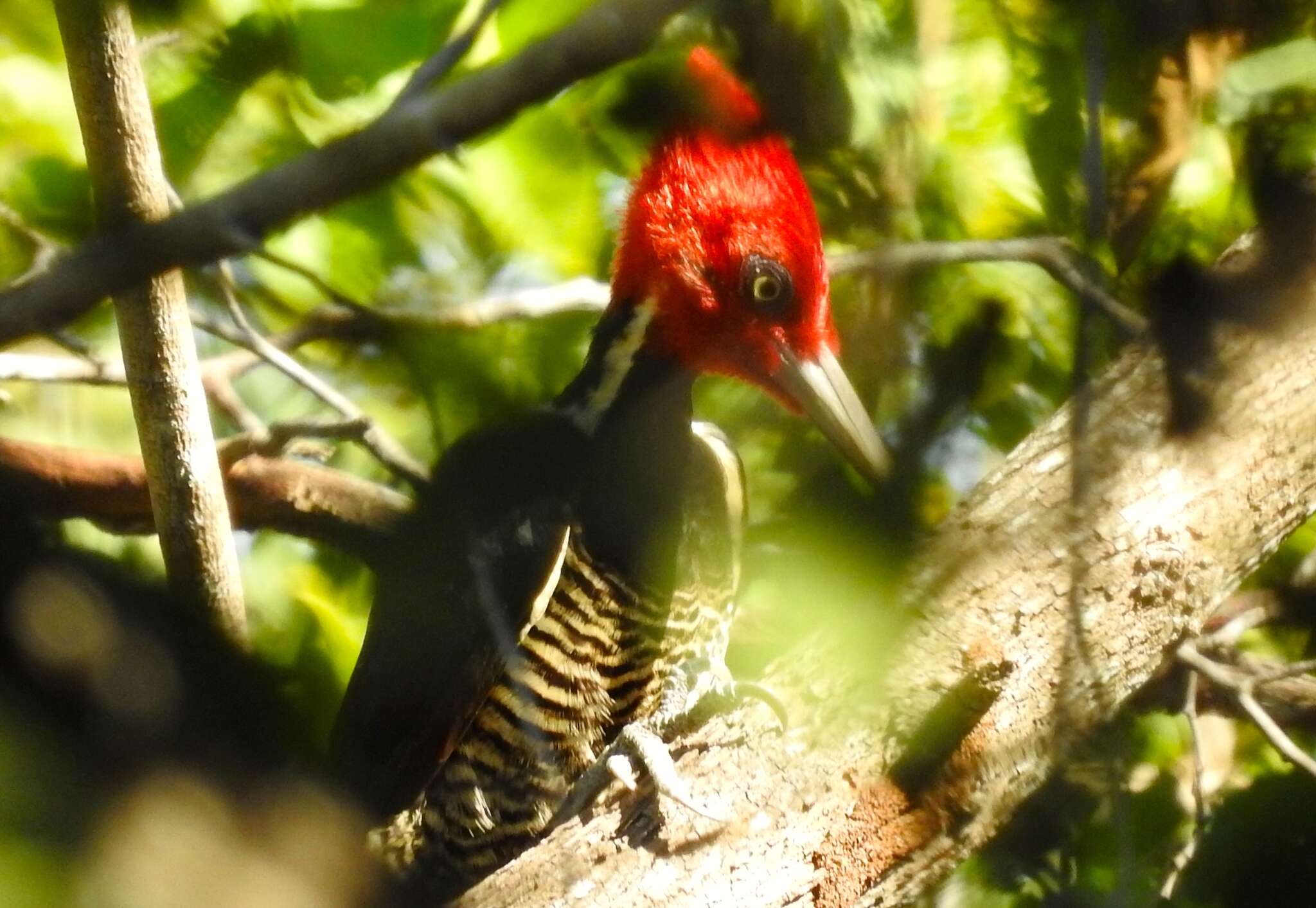 Image of Pale-billed Woodpecker