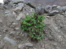 Image of Nicotiana solanifolia Walp.