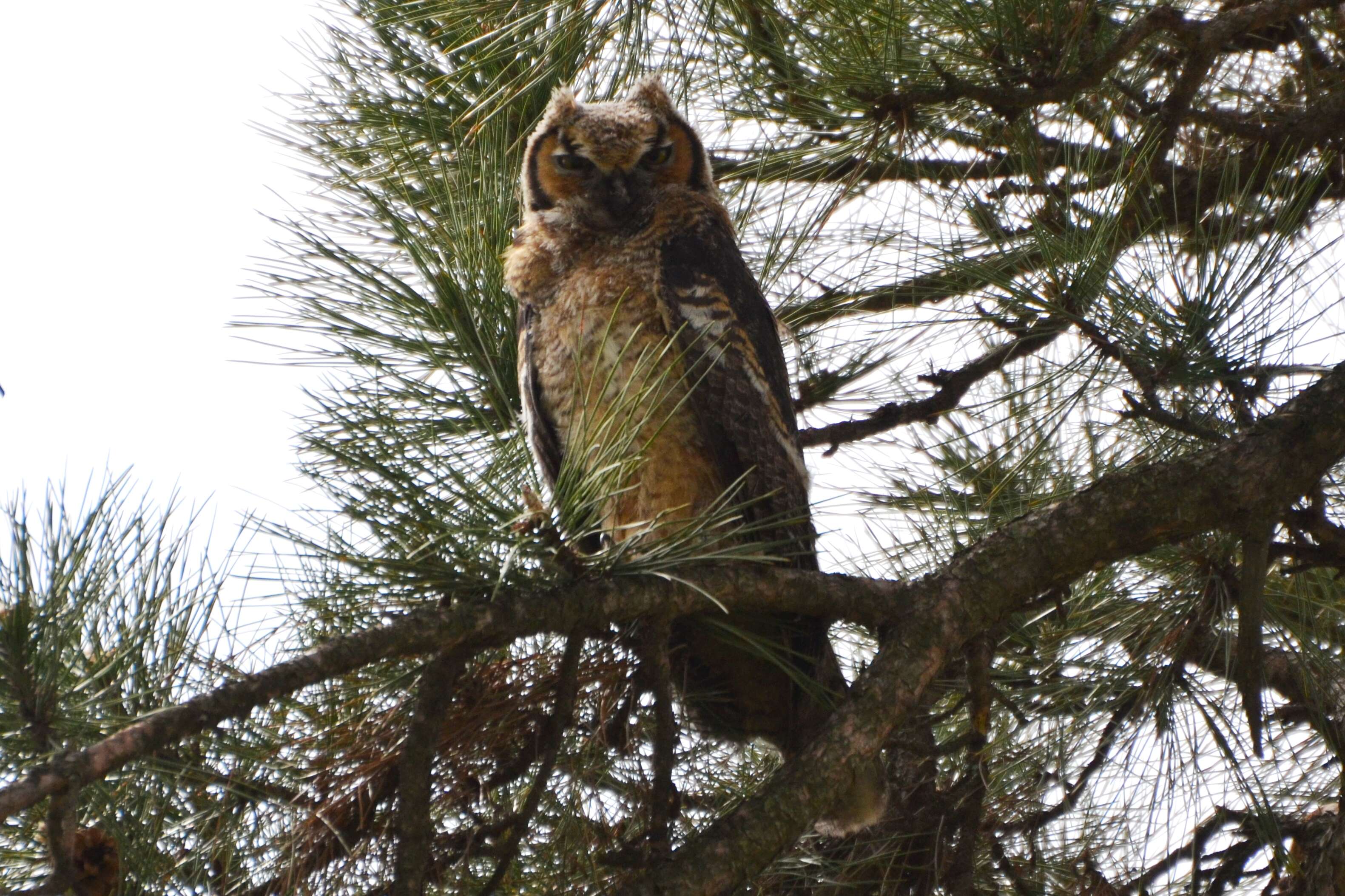 Image of Great Horned Owl