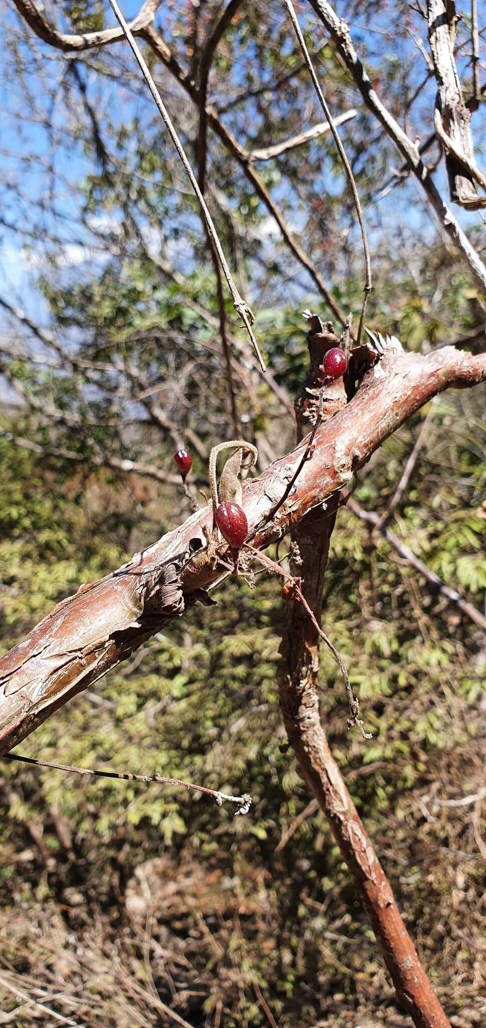 Plancia ëd Bursera sarcopoda P. G. Wilson